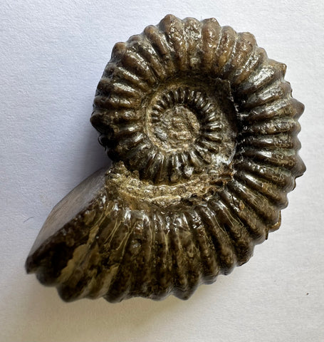 AMMONITE, Tropaeum jackii, WALSH RIVER, AUSTRALIA F204