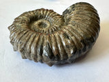 AMMONITE, Tropaeum jackii, WALSH RIVER, AUSTRALIA F202