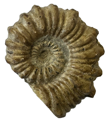 AMMONITE, Tropaeum jackii, WALSH RIVER, AUSTRALIA F203