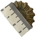 AMMONITE, Tropaeum jackii, WALSH RIVER, AUSTRALIA F203