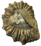 AMMONITE, Tropaeum jackii, WALSH RIVER, AUSTRALIA F203