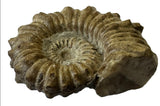 AMMONITE, Tropaeum jackii, WALSH RIVER, AUSTRALIA F203