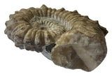 AMMONITE, Tropaeum jackii, WALSH RIVER, AUSTRALIA F203