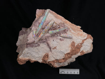 OPAL BELEMNITE FOSSILS IN MATRIX, Australia GOB001