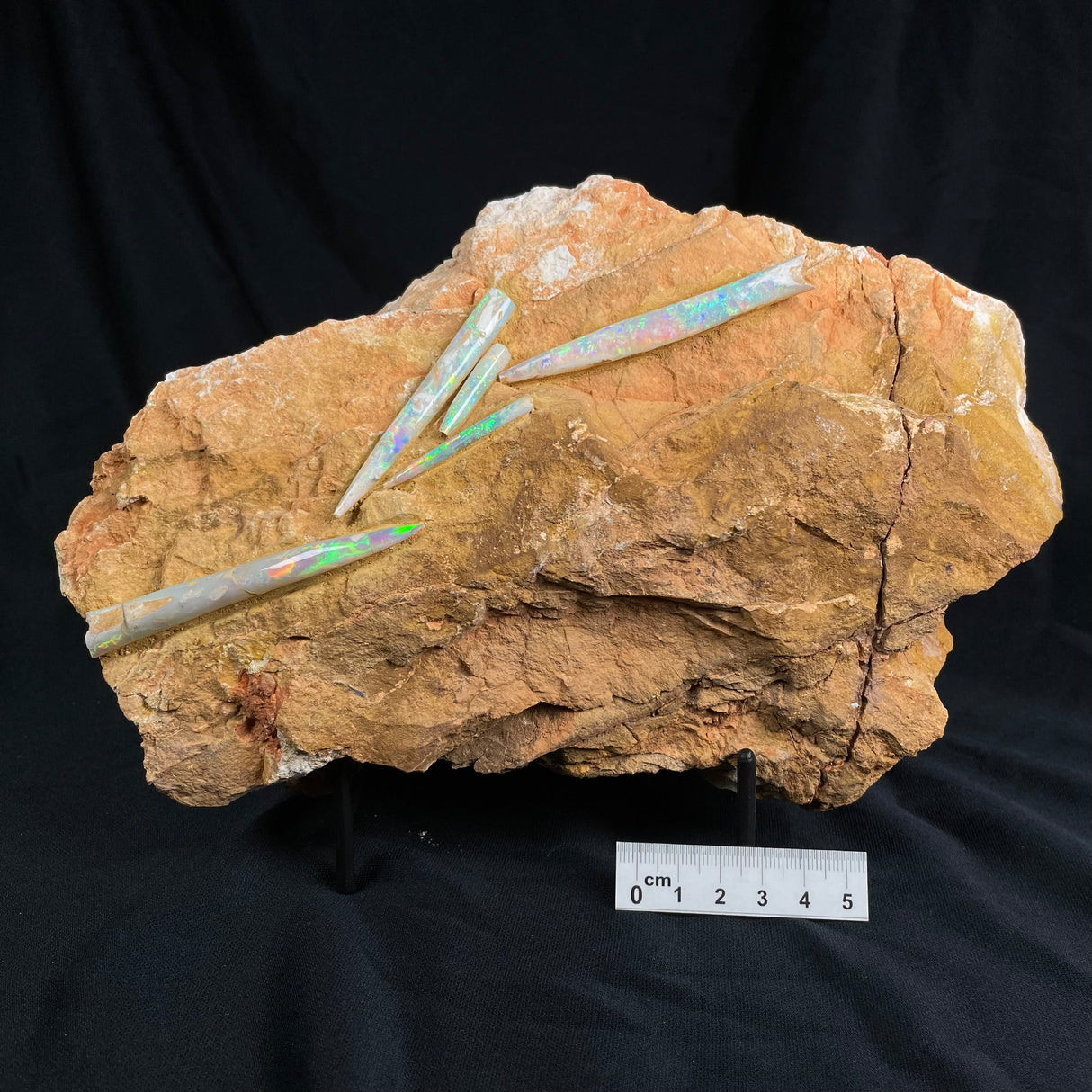 OPAL BELEMNITE FOSSILS IN MATRIX, Australia GOB002