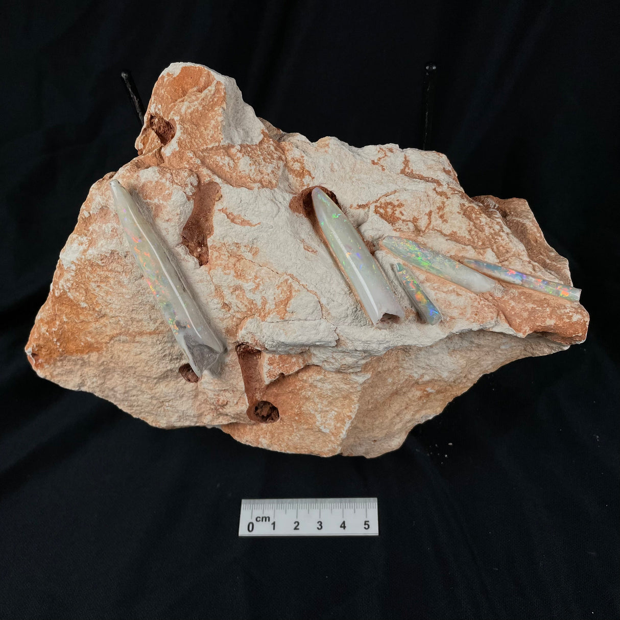 OPAL BELEMNITE FOSSILS IN MATRIX, Lower Cretaceous, Australia GOB004