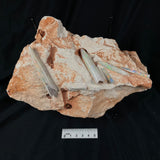 OPAL BELEMNITE FOSSILS IN MATRIX, Lower Cretaceous, Australia GOB004