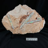 OPAL BELEMNITE FOSSILS IN MATRIX, Lower Cretaceous, Australia GOB005