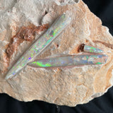 OPAL BELEMNITE FOSSILS IN MATRIX, Lower Cretaceous, Australia GOB005