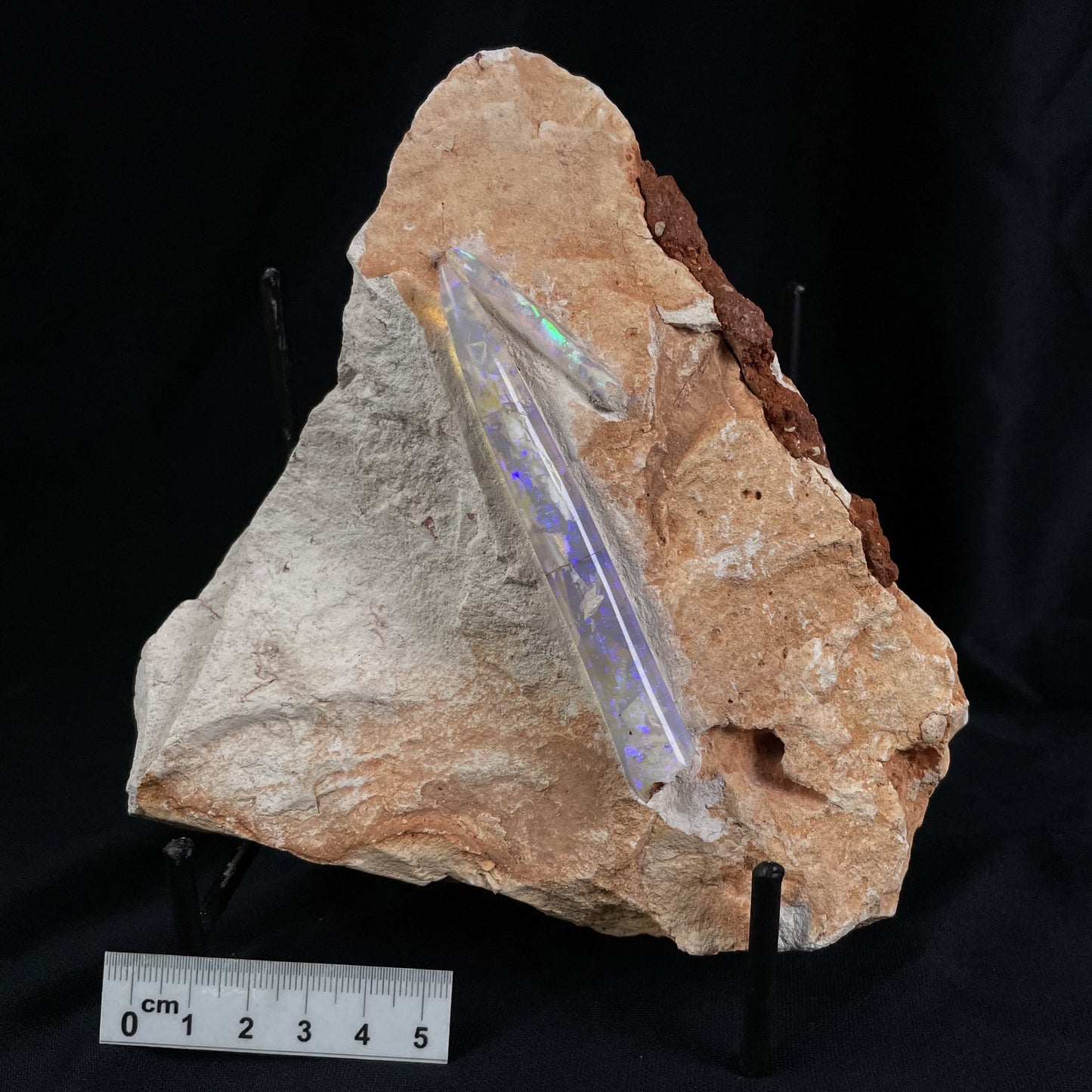 OPAL BELEMNITE FOSSILS IN MATRIX, Lower Cretaceous, Australia GOB007