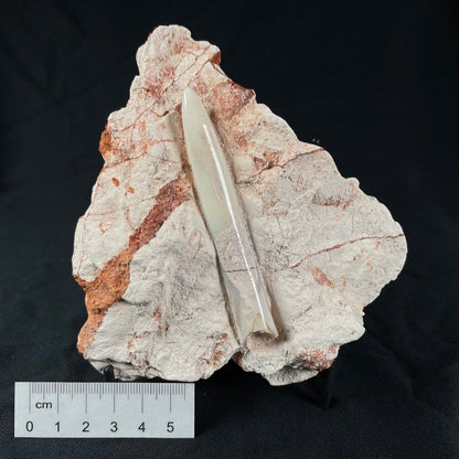 OPAL BELEMNITE FOSSIL IN MATRIX, Lower Cretaceous, Australia GOB010
