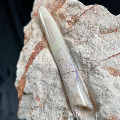 OPAL BELEMNITE FOSSIL IN MATRIX, Lower Cretaceous, Australia GOB010
