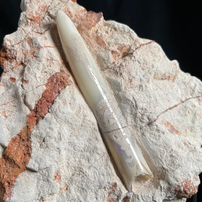 OPAL BELEMNITE FOSSIL IN MATRIX, Lower Cretaceous, Australia GOB010
