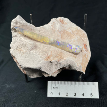 OPAL BELEMNITE FOSSIL IN MATRIX, Lower Cretaceous, Australia GOB011