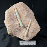 OPAL BELEMNITE FOSSILS IN MATRIX, Lower Cretaceous, Australia GOB012