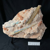 OPAL BELEMNITE FOSSILS IN MATRIX, Lower Cretaceous, Australia GOB013