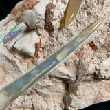 OPAL BELEMNITE FOSSILS IN MATRIX, Lower Cretaceous, Australia GOB013