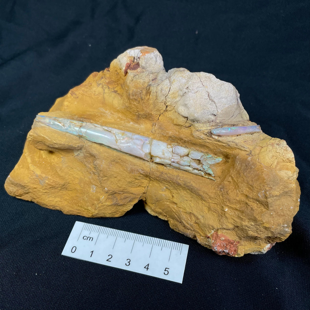 OPAL BELEMNITE FOSSILS IN MATRIX, Lower Cretaceous, Australia GOB016