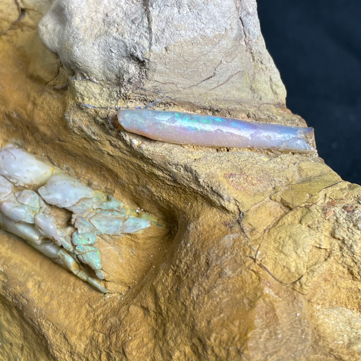 OPAL BELEMNITE FOSSILS IN MATRIX, Lower Cretaceous, Australia GOB016