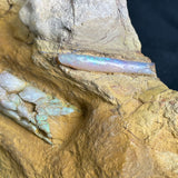 OPAL BELEMNITE FOSSILS IN MATRIX, Lower Cretaceous, Australia GOB016
