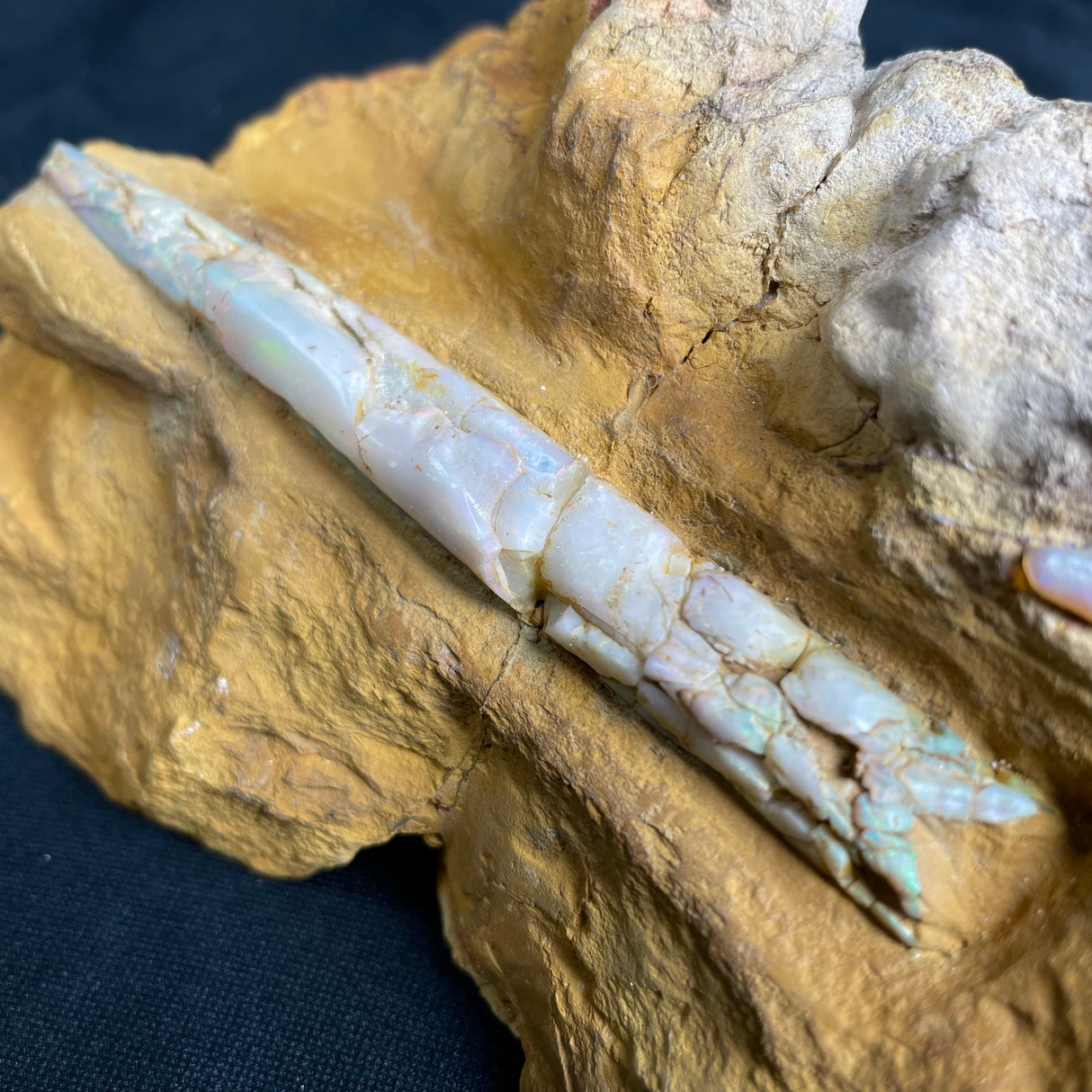 OPAL BELEMNITE FOSSILS IN MATRIX, Lower Cretaceous, Australia GOB016