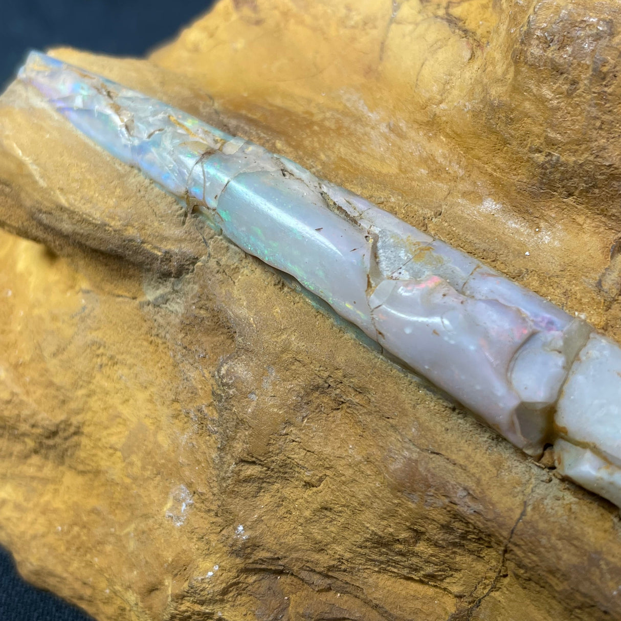 OPAL BELEMNITE FOSSILS IN MATRIX, Lower Cretaceous, Australia GOB016