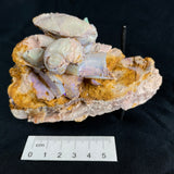 OPAL FOSSILS IN MATRIX, Lower Cretaceous, Australia GOB017