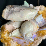 OPAL FOSSILS IN MATRIX, Lower Cretaceous, Australia GOB017