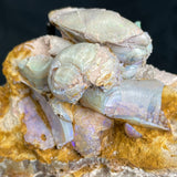 OPAL FOSSILS IN MATRIX, Lower Cretaceous, Australia GOB017