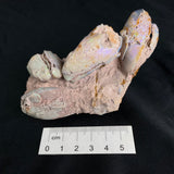 OPAL FOSSILS IN MATRIX, Lower Cretaceous, Australia GOB018