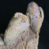 OPAL FOSSILS IN MATRIX, Lower Cretaceous, Australia GOB018