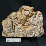 BRECCIATED MOOKAITE, Australia YSC001