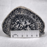 Orbicular Granite Nodule from Australia Polished YOG001
