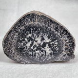 Orbicular Granite Nodule from Australia Polished YOG001