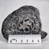 Orbicular Granite Nodule from Australia Polished YOG002