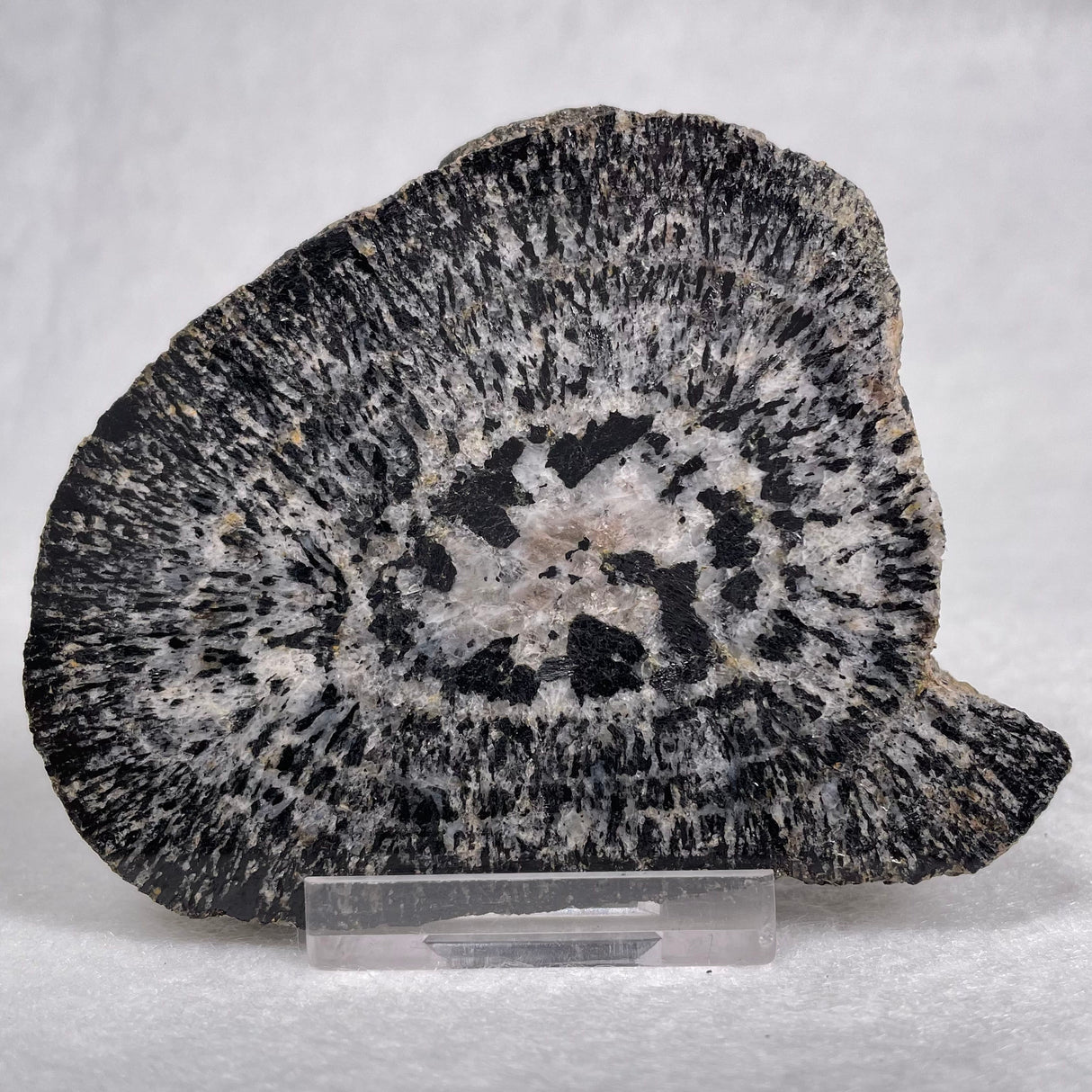 Orbicular Granite Nodule from Australia Polished YOG002