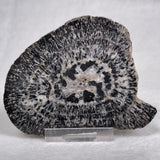 Orbicular Granite Nodule from Australia Polished YOG002