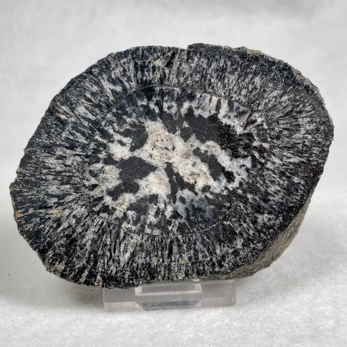 Orbicular Granite Nodule from Australia Polished YOG003