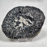 Orbicular Granite Nodule from Australia Polished YOG003