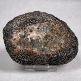 Orbicular Granite Nodule from Australia Polished YOG003