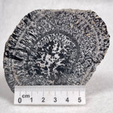 Orbicular Granite Nodule from Australia Polished YOG004