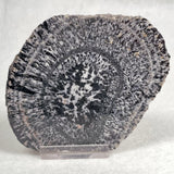 Orbicular Granite Nodule from Australia Polished YOG004