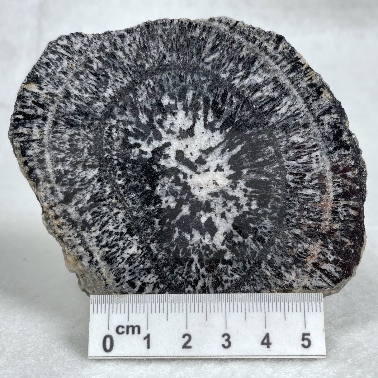 Orbicular Granite Nodule from Australia Polished YOG005