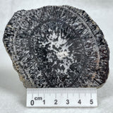 Orbicular Granite Nodule from Australia Polished YOG005