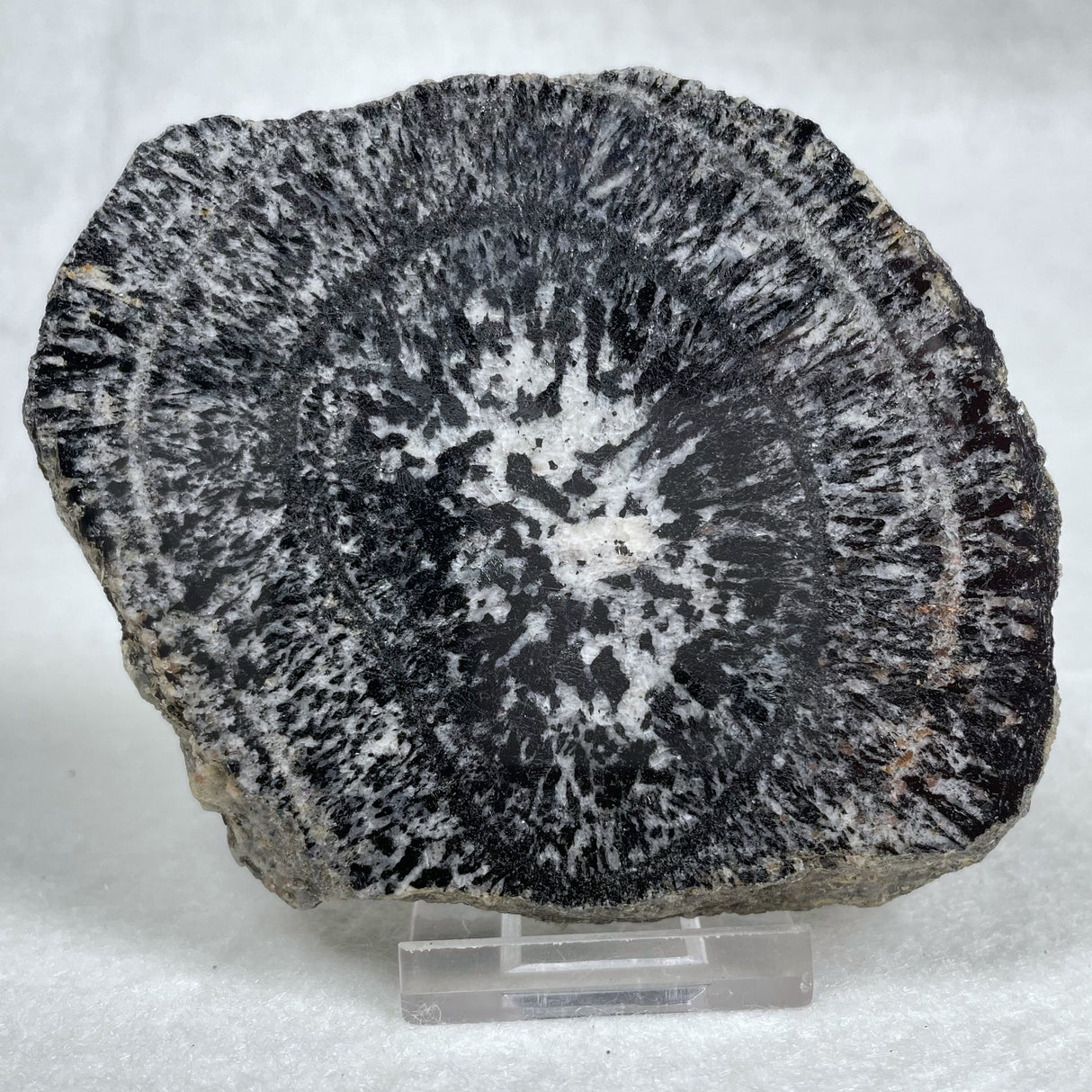 Orbicular Granite Nodule from Australia Polished YOG005
