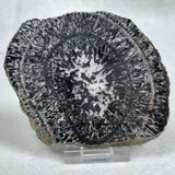 Orbicular Granite Nodule from Australia Polished YOG005