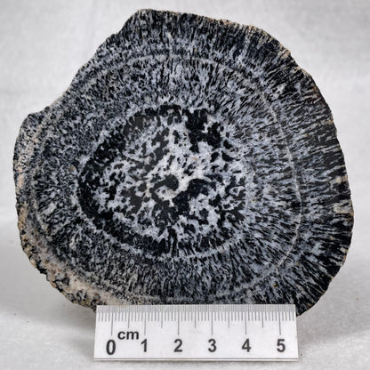 ORBICULAR GRANITE NODULE, Australia YOG006