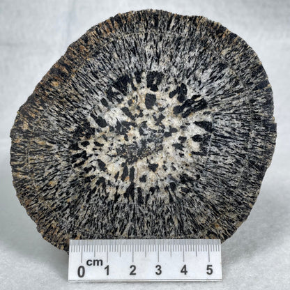 ORBICULAR GRANITE NODULE, Australia YOG007
