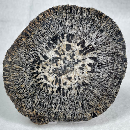 ORBICULAR GRANITE NODULE, Australia YOG007
