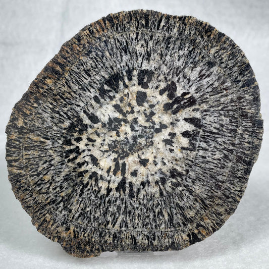 ORBICULAR GRANITE NODULE, Australia YOG007
